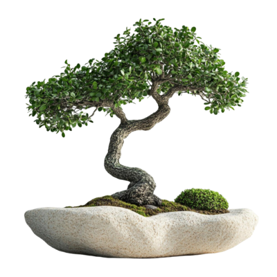 Sinh hoạt CLB Bonsai Mini